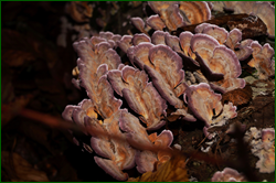 0_d9507_9d76e0eb_orig.png