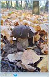 0_f511f_5c377a54_orig.png
