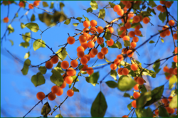 0_110760_82f36c32_orig.png