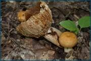 0_d324a_f6428d4_orig.jpg
