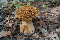 0_ccfc3_bf077067_orig.jpg