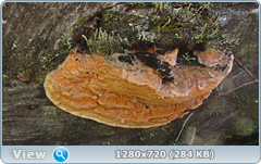 0_fc269_ffb0cc40_orig.png