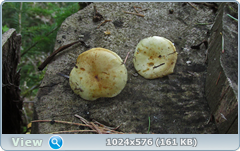 0_127ed5_2df72842_orig.png