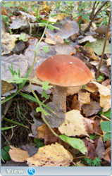 0_f4746_17eb04c7_orig.png