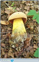 0_fc19c_9d605c4_orig.png