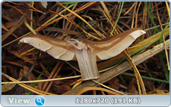 0_f2fc5_90b907b8_orig.png