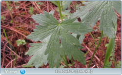0_e391e_2066032b_orig.png