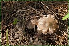 0_f6219_13cc49e1_orig.jpg