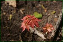 0_f62f4_4925432_orig.jpg