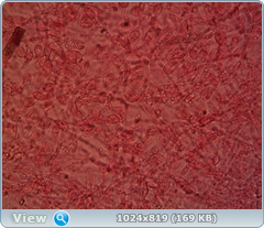 0_128b2c_38a78460_orig.png