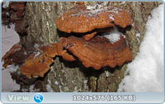 0_11cd08_5a239d80_orig.png
