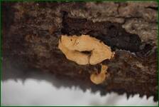 0_f1886_17451f77_orig.jpg