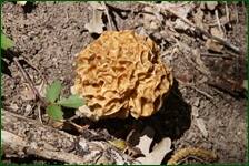 0_f62e0_7d494462_orig.jpg