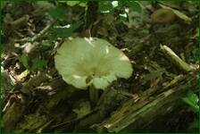 0_fc854_3d13e2c_orig.jpg