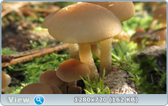 0_115b19_20f37034_orig.png