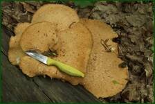 0_f6a7f_4d15a596_orig.jpg