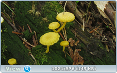 0_127f33_8676613_orig.png