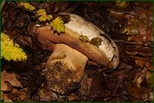 0_f0587_95503b67_orig.jpg