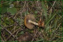 0_f0e75_2cf8dc45_orig.jpg