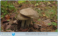 0_11a6e0_cd166f8d_orig.png