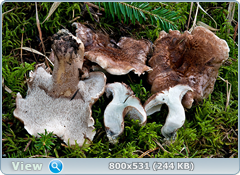 0_11b609_77cde284_orig.png