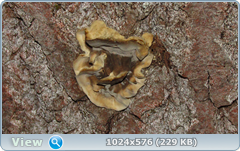 0_11cd33_33cae86_orig.png