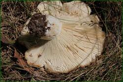 0_126a83_58fc4757_orig.jpg