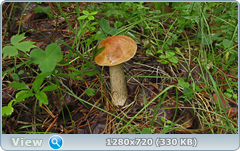 0_10aa05_4c394fec_orig.png