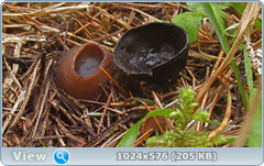 0_1260cc_18dbcf1c_orig.png
