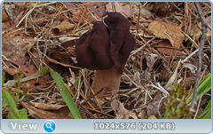 0_1260c4_88241f0c_orig.png