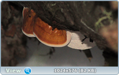 0_11cd28_f63dec38_orig.png