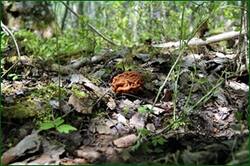 0_141c27_7b349b7a_orig.jpg