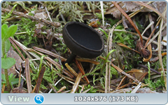 0_11e501_714ca0c9_orig.png