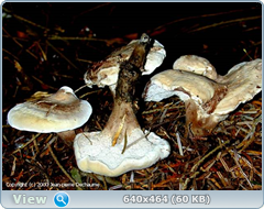 0_11b77a_8adf5295_orig.png
