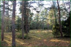 0_134f29_d96ca1d5_orig.jpg