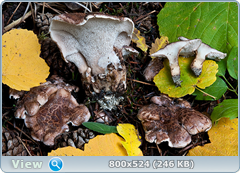 0_11b607_2d084f5e_orig.png