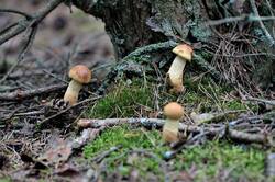 0_1491e8_485c6356_orig.jpg