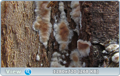 0_1158cd_52815664_orig.png