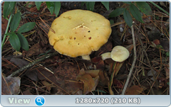 0_11a499_aeb9202f_orig.png