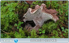 0_11cc15_f5296229_orig.png