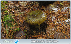 0_11fcc7_8d0f6be4_orig.png