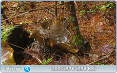 0_11fcc3_a420662a_orig.png