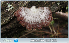 0_1276d6_4f0f0f4f_orig.png