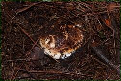 0_f21ef_8cf4d164_orig.jpg