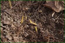 0_f4187_bc9750fb_orig.jpg