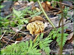 0_13dd8c_2951ae49_orig.jpg