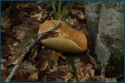 0_d23aa_4e437454_orig.jpg