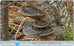 0_fc5fc_4a301a80_orig.png