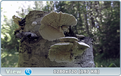 0_fc317_2a303a55_orig.png