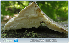 0_e94fe_ddcad528_orig.png